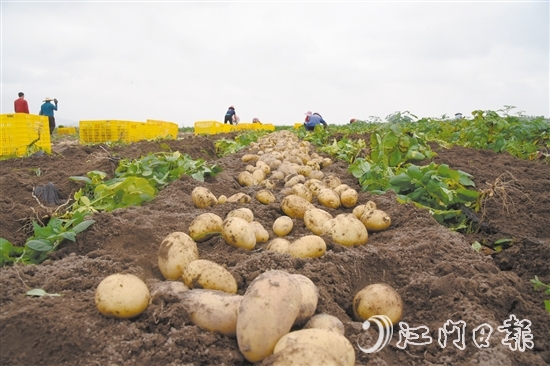 工人們對馬鈴薯進行挑選分類、整理排布、打包裝框，現(xiàn)場展現(xiàn)出一派熱鬧的收獲景象。