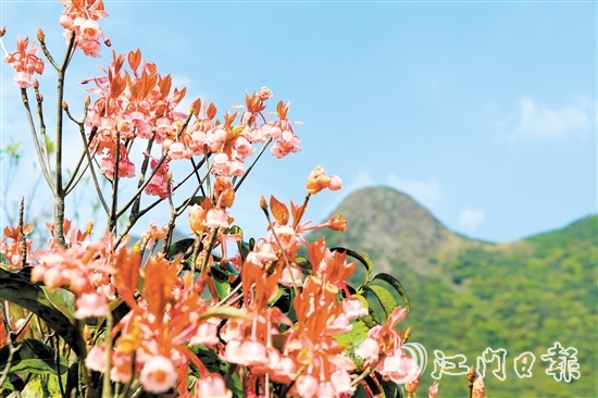 不少攝影發(fā)燒友到恩平市大槐鎮(zhèn)大人山，搶抓時(shí)機(jī)拍攝吊鐘花。