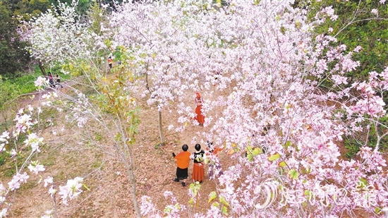 鰲峰山森林公園內(nèi)，宮粉紫荊花開正盛，引得游人醉。