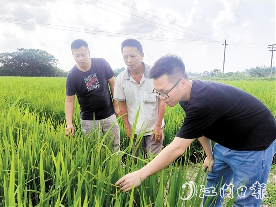 農(nóng)服助理經(jīng)常要到田里為農(nóng)戶(hù)解決“疑難雜癥”。