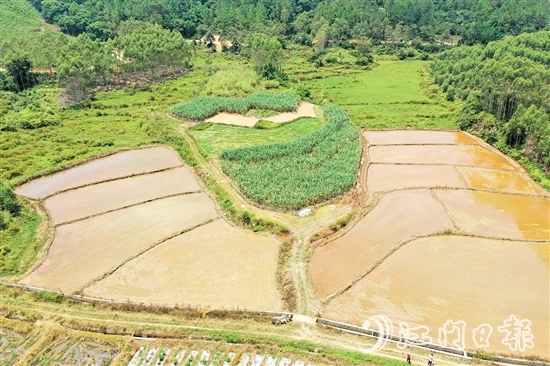 在恩平市供銷(xiāo)合作社的助力之下，越來(lái)越多撂荒地變成“希望田”。