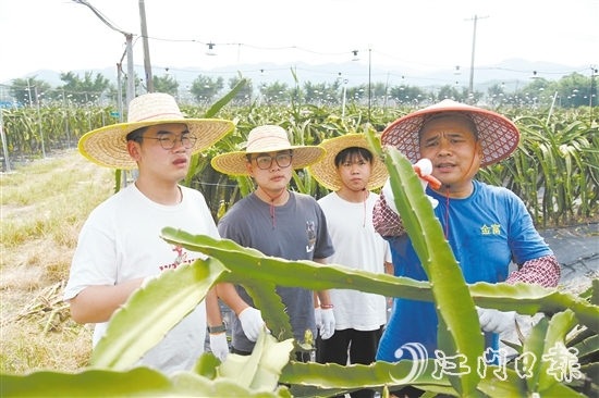 謝文耀（左一）、鄧金豪（左二）、吳育彬（右二）在農(nóng)場(chǎng)跟吳富焯（右一）學(xué)習(xí)火龍果剪枝。