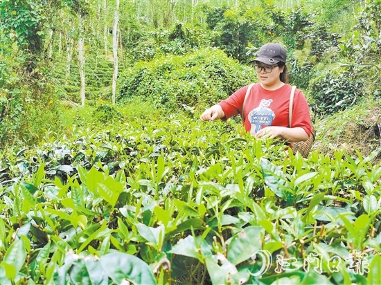 吳小敏親力親為，打理茶園。