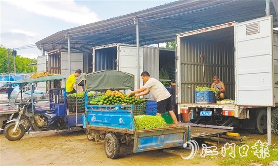 各類(lèi)蔬菜從農(nóng)戶的三輪摩托車(chē)轉(zhuǎn)運(yùn)至大型收購(gòu)貨車(chē)上，再啟程前往廣州的大型批發(fā)市場(chǎng)。