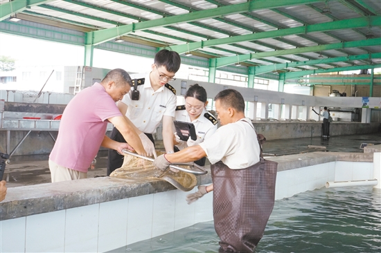 海關(guān)關(guān)員對臺山出口鰻魚進(jìn)行監(jiān)管。
