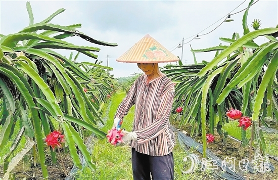 火龍果種植場(chǎng)為村民提供“家門口”的就業(yè)機(jī)會(huì)。