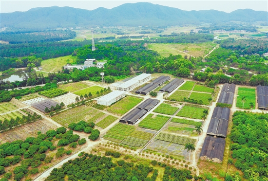 臺山市紅嶺種子園作為國家重點林木良種基地，落實高世代和智能育種區(qū)建設(shè)，帶動多家企業(yè)和育苗個體戶營建濕加松松樹良種繁育圃120公頃，累計生產(chǎn)苗木超3.7億株，良種良法廣泛推廣至南方11個省區(qū)。