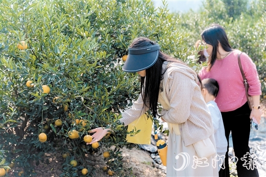 游客在新會(huì)一家柑園采摘大紅柑。