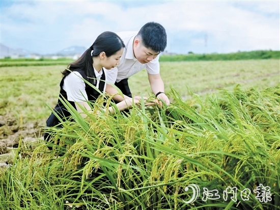 農(nóng)發(fā)行臺(tái)山市支行客戶經(jīng)理深入田間，調(diào)研當(dāng)?shù)厍锛Z收成情況。