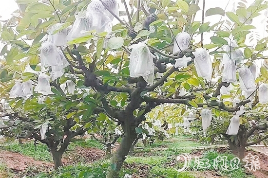 在址山鎮(zhèn)昆中村的釋迦果種植基地，碩大的釋迦果掛滿枝頭。