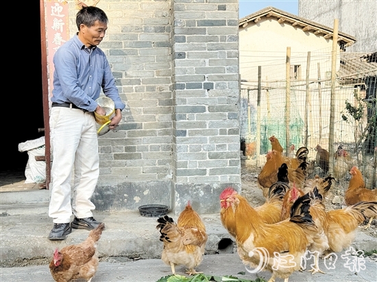 梁叔說，養(yǎng)雞其實并不繁瑣，一天只需喂食兩餐，三四天清理一次糞便，十分省心。