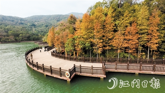 新會(huì)石澗公園大石頭風(fēng)景區(qū)的紅羽杉已陸續(xù)變紅。