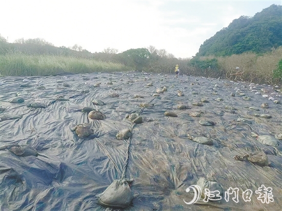 在治理現(xiàn)場(chǎng)，已清除互花米草的區(qū)域用遮陽(yáng)網(wǎng)進(jìn)行遮蓋。