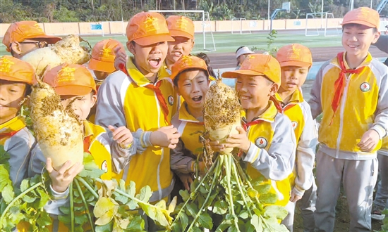 孩子們拔出了一個又一個白白胖胖的甜水蘿卜。