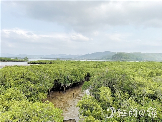 恩平鎮(zhèn)海灣紅樹林是環(huán)鎮(zhèn)海灣生態(tài)文明發(fā)展示范區(qū)的一顆耀眼明珠。