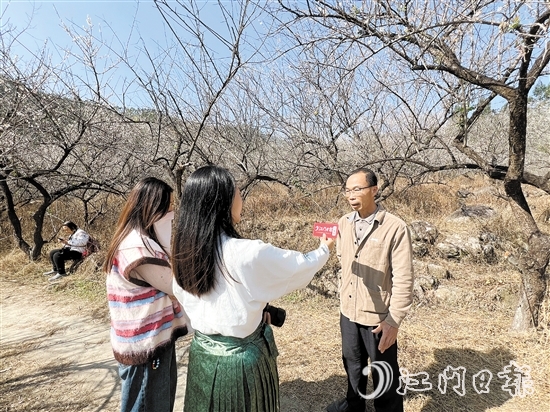 黎松德介紹今年梅花開放情況。