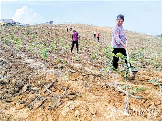 2024年7月13日，總投資約2億元的沉香種植產業(yè)園項目落地鶴城鎮(zhèn)坑尾村，首期沉香種植面積約166.66公頃（2500畝）。圖為當?shù)卮迕裨诜N植沉香。