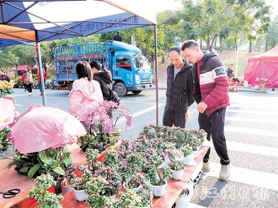 市民在鶴山迎春花市挑選年花。