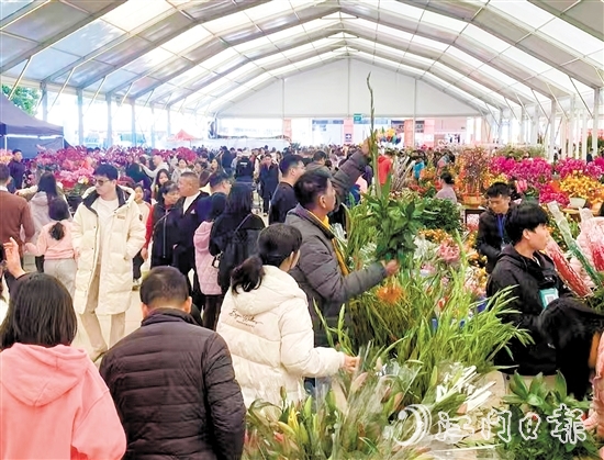 昨日，在華鴻國際車城迎春花市，花美人多年味濃。