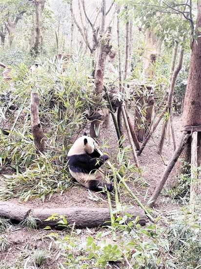 憨態(tài)可掬的熊貓給容小姐留下深刻印象。