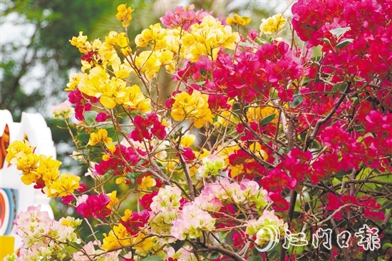 東湖公園種植了多個(gè)簕杜鵑品種。